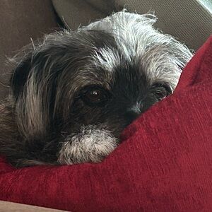 Meet your Posher, Penny